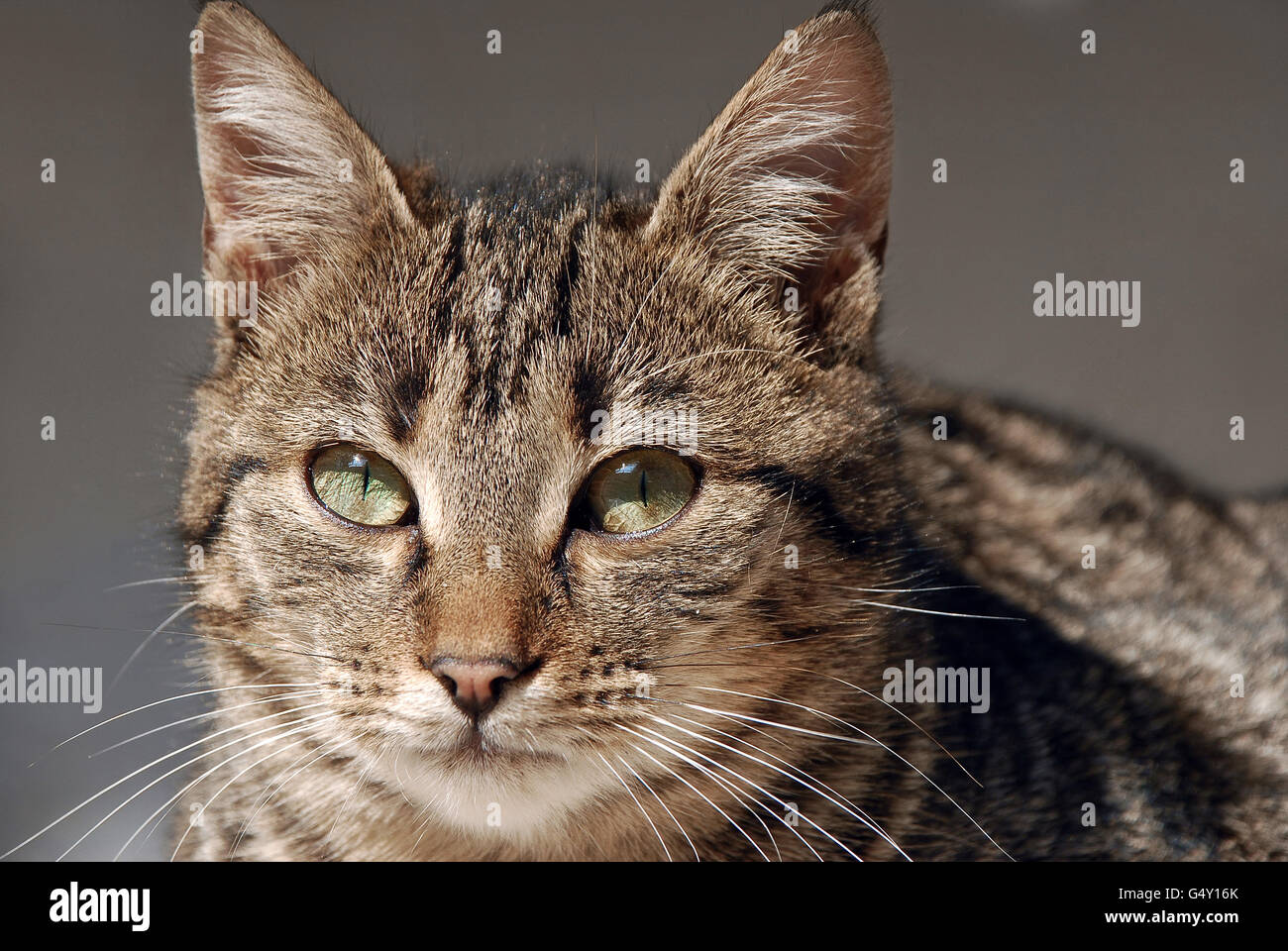 Chat domestique Banque D'Images