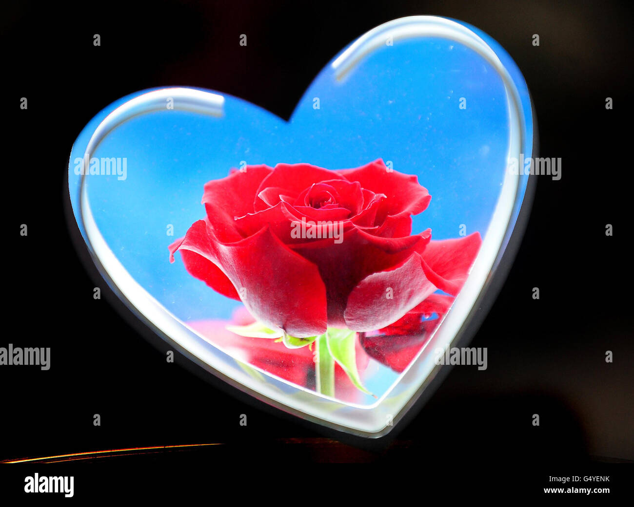 Une rose est exposée à Phillips Florists à Stapenhill, Burton sur Trent avant la Saint-Valentin. Banque D'Images