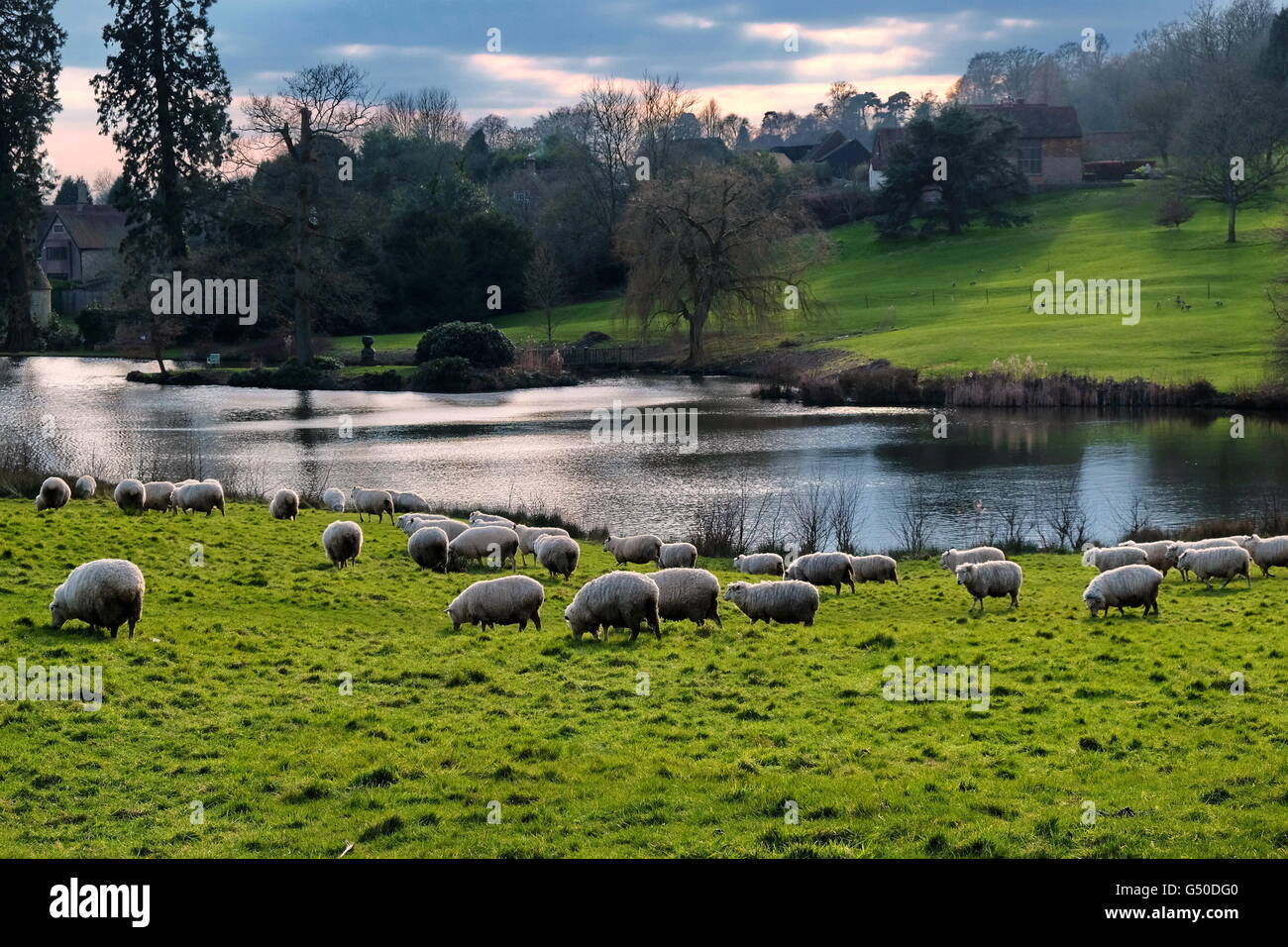 Les moutons à Chartwell, Kent, avec le lac derrière. Banque D'Images