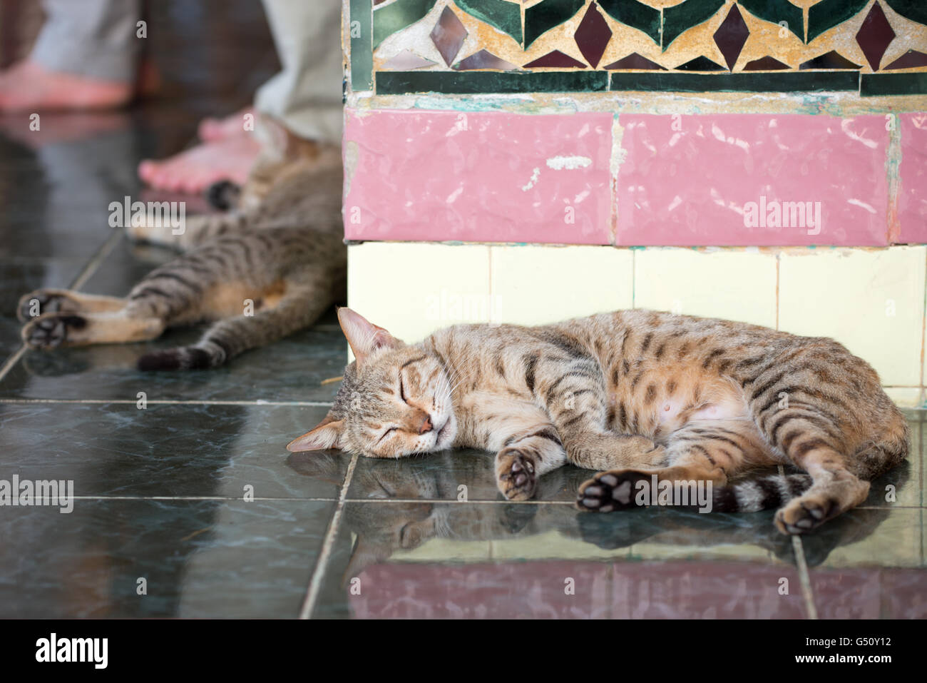 Les chats de dormir sur la terrasse de la Pagode Su Taung Payer, Mandalay, Myanmar, région de Mandalay Banque D'Images