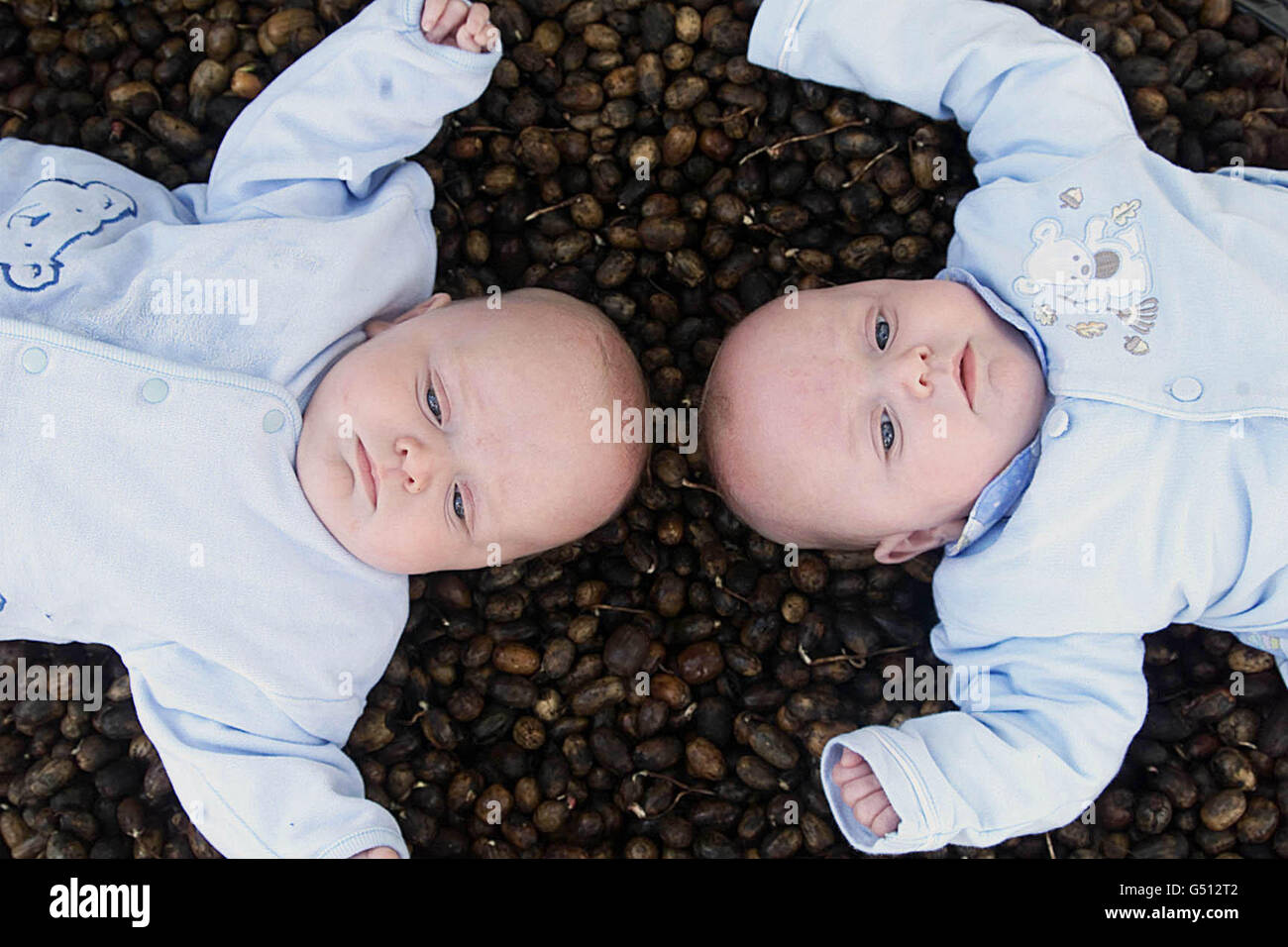 Millénium twin Luke (à droite) et Jack Conroy de Co. Tipperary, se trouvent sur un lit d'acorns, à la pépinière de Co.Ticklow, en Irlande. Ce sont les semences finales pour les 1.2 millions d'arbres à planter dans le cadre du projet "forêts du Millénaire du peuple". * il y en a un pour chaque ménage en Irlande. Pendant l'été, chaque ménage recevra un certificat lui indiquant où son arbre a été planté. Les arbres seront plantés dans 14 endroits autour de l'Irlande, et les familles seront invitées à visiter leurs forêts. Banque D'Images