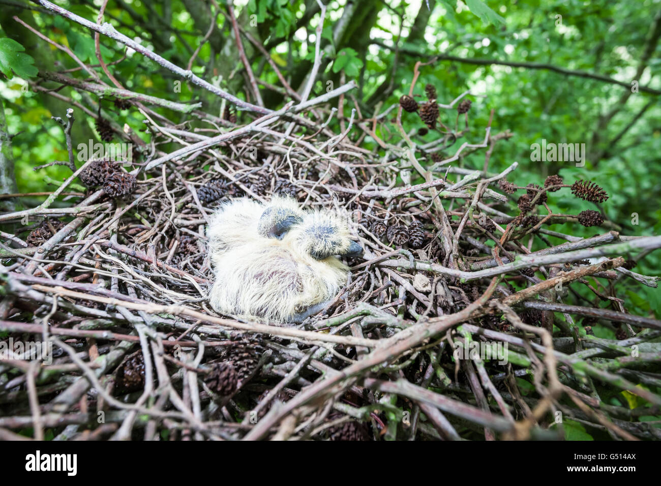 Dans une forêt dans un arbre il y a des oiseaux nouveau-né Banque D'Images