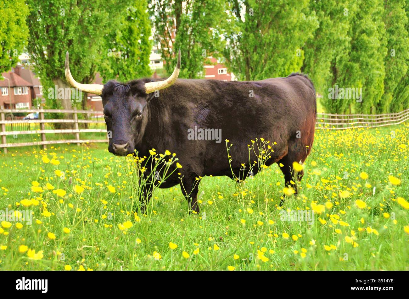 Dexter bull dans la banlieue de la prairie. Banque D'Images