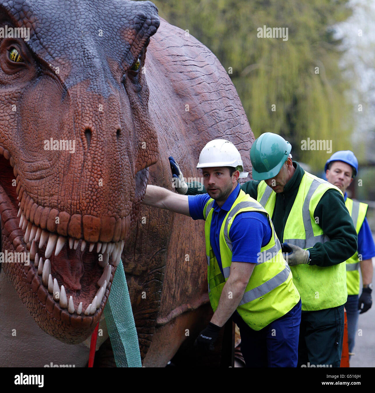 Un modèle mécanique d'un Tyranosaurus Rex arrive au zoo de Chester pour le prochain Dinosaure Back! Exposition, présentant 19 répliques mécaniques « de vie » des créatures qui ont fait voler la terre il y a 200 millions d'années, qui ouvrira le 1er avril. Banque D'Images