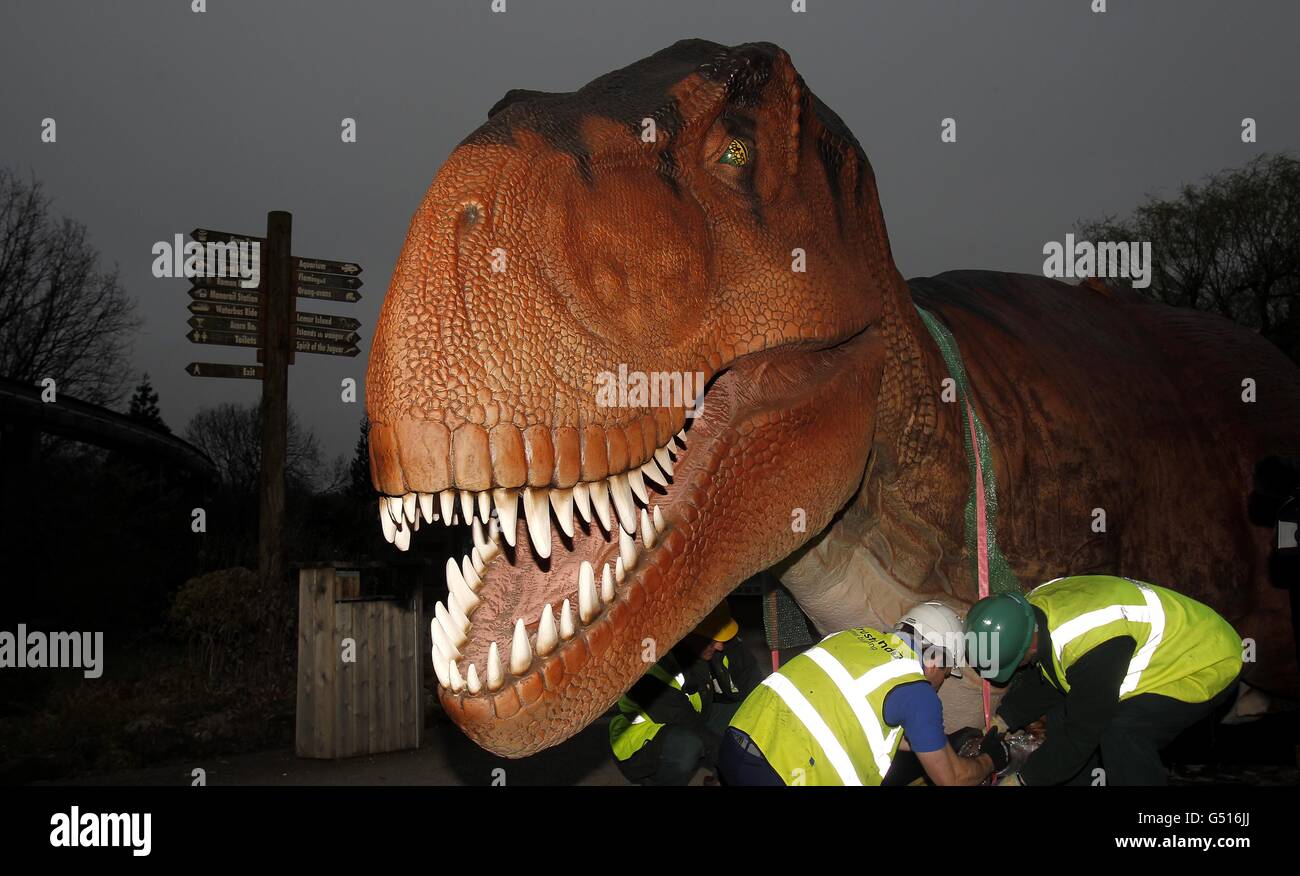 Un modèle mécanique d'un Tyranosaurus Rex arrive au zoo de Chester pour le prochain Dinosaure Back! Exposition, présentant 19 répliques mécaniques « de vie » des créatures qui ont fait voler la terre il y a 200 millions d'années, qui ouvrira le 1er avril. Banque D'Images