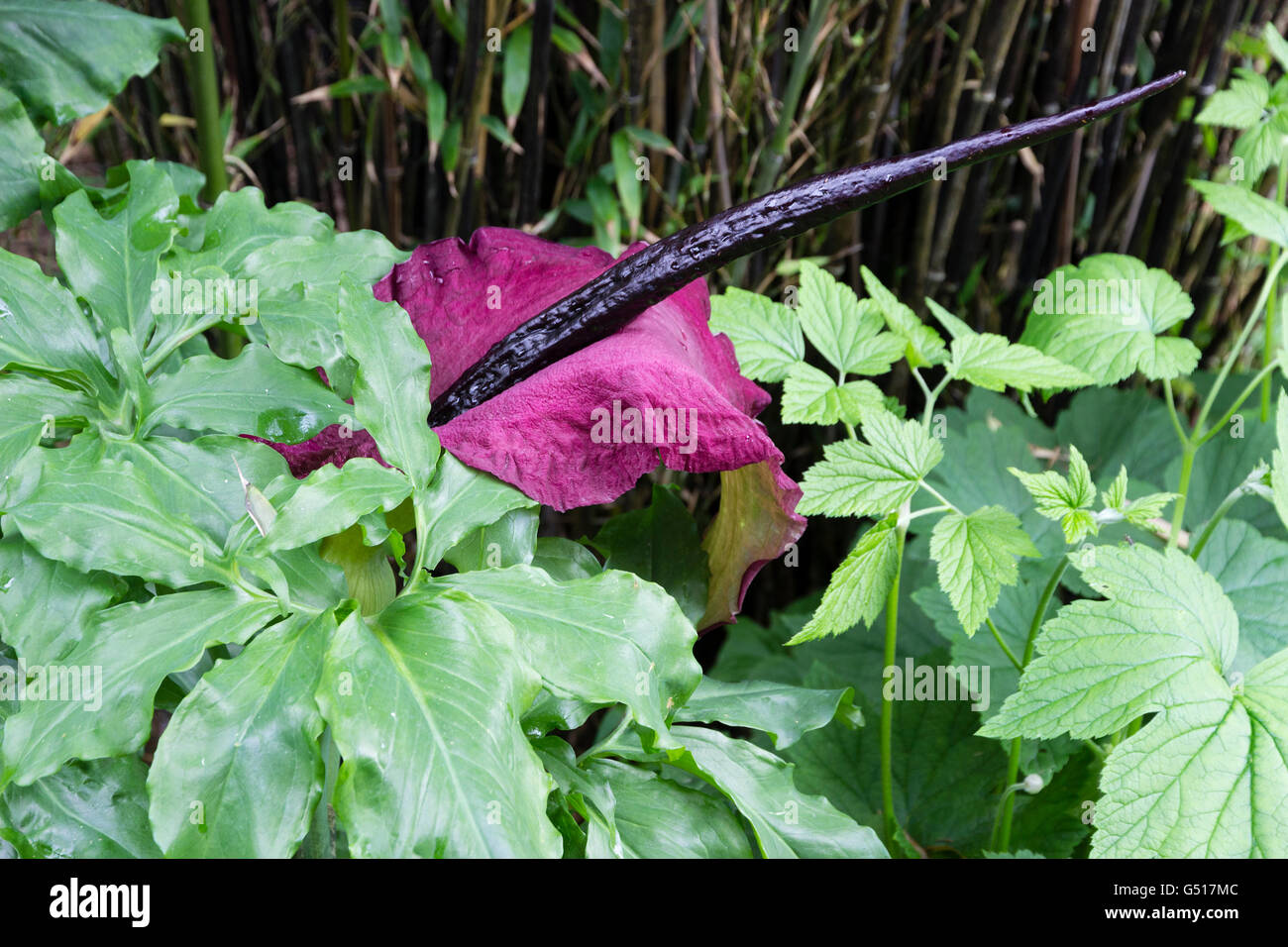 Dracunculus vulgaris dragon arum Banque de photographies et d'images à  haute résolution - Alamy