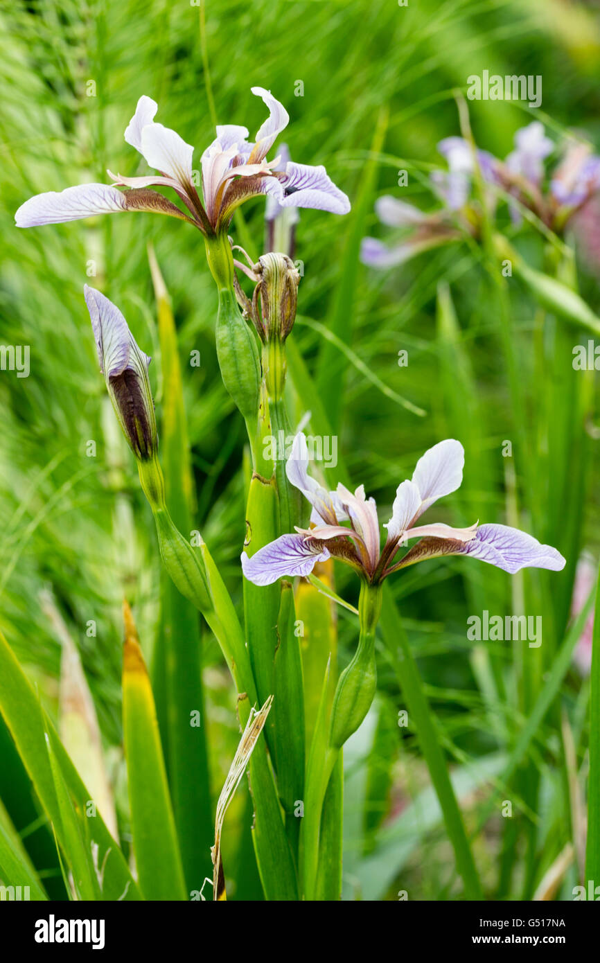 Fleurs bleu de l'iris fétide indigènes UK, Iris foetidissima. Le feuillage est légèrement contusionné odeur âcre. Banque D'Images