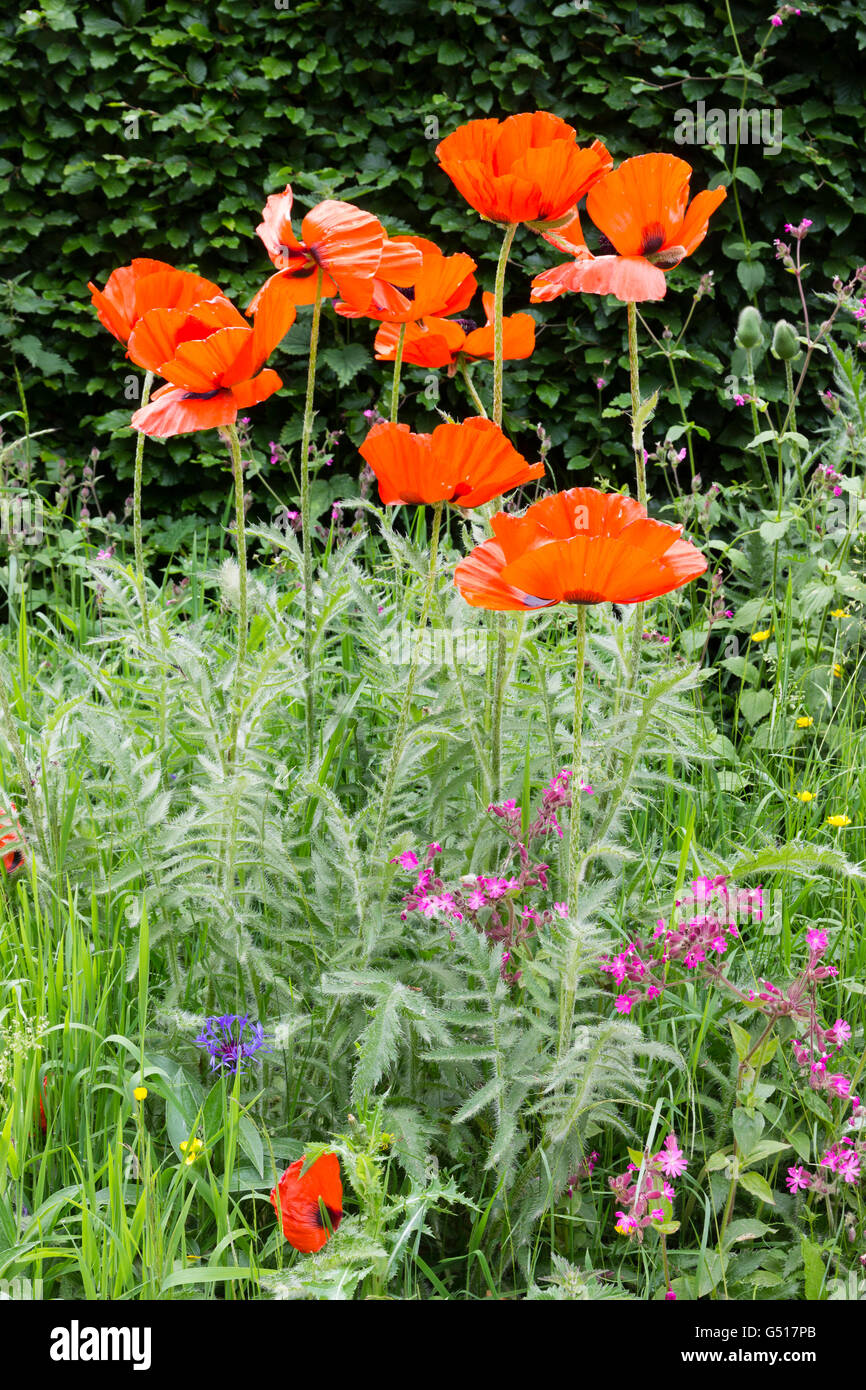 Hauteur des tiges de la pavot d'Orient, Papaver orientale, s'élever au-dessus d'une plantation en bordure de fleurs sauvages Banque D'Images Hauteur des tiges de la pavot d'Orient, Papaver orientale, s'élever au-dessus d'une plantation en bordure de fleurs sauvages Banque D'Images