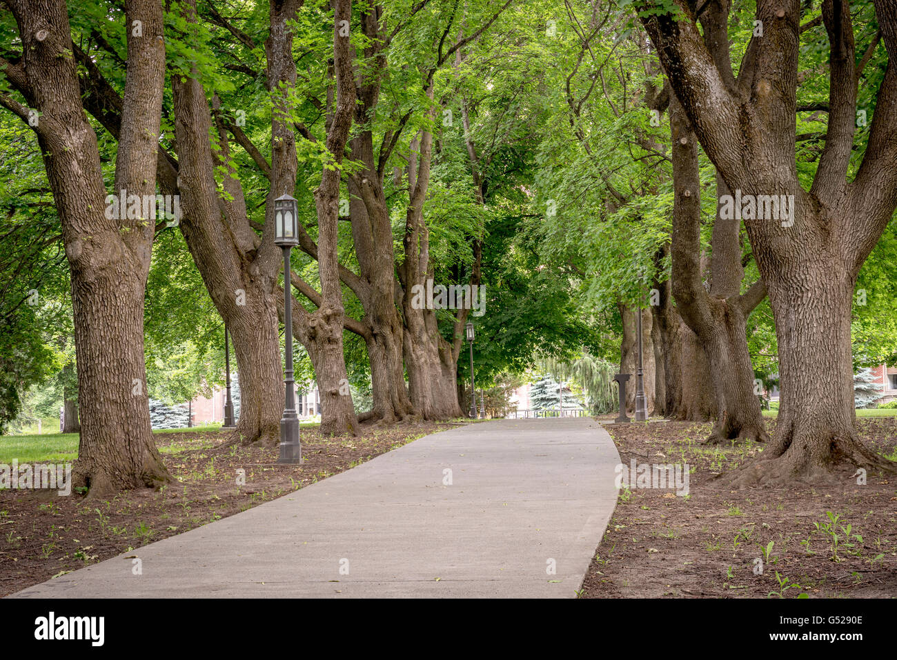 Les arbres alignés alignés un trottoir avec des poteaux d'éclairage Banque D'Images