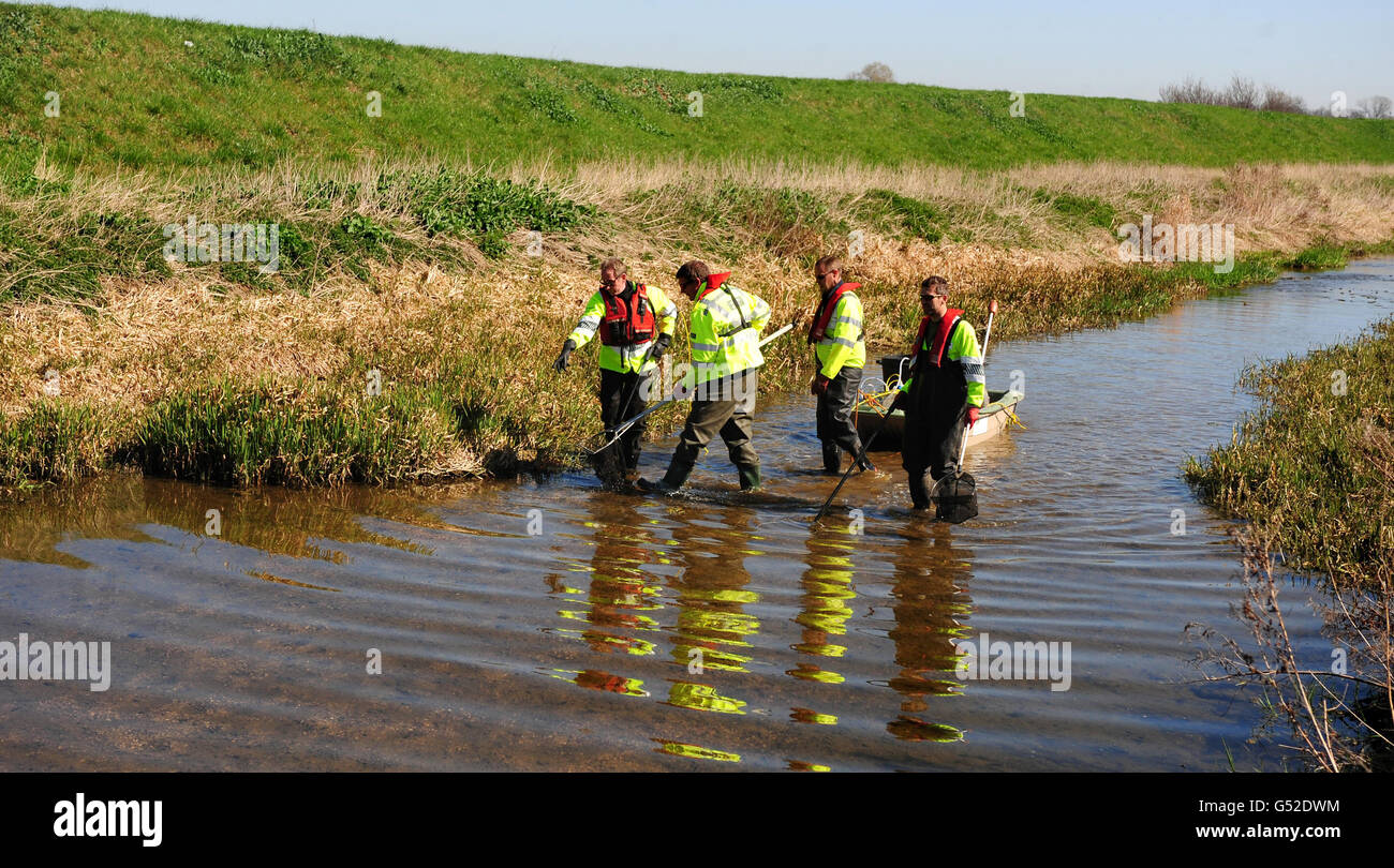 Agence de l'environnement les agents des pêches pêchent par voie électrique au large de la rivière Maxey Cut sur la rivière Welland à Northborough, Lincolnshire, pour sauver les poissons des faibles niveaux d'eau. Banque D'Images