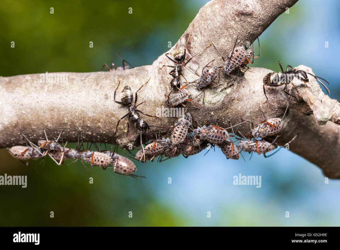 Les fourmis charpentières noir (Camponotus pennsylvanicus) ont tendance écorce géant les pucerons (Longistigma caryae) pour leur miellat. Banque D'Images