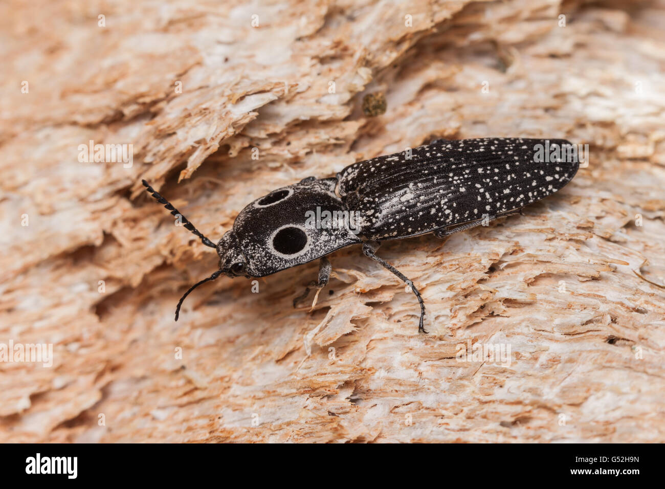 Aux yeux d'un Coléoptère (Alaus oculatus Cliquez), situé sur la partie exposée d'un bois de chênes morts tombés. Banque D'Images