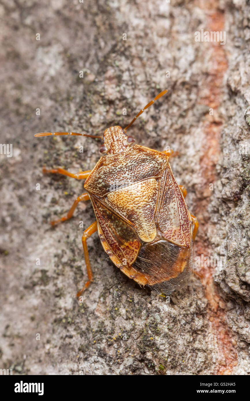 Un Stink Bug (Podisus placidus) parcourt le haut du côté d'un arbre. Banque D'Images
