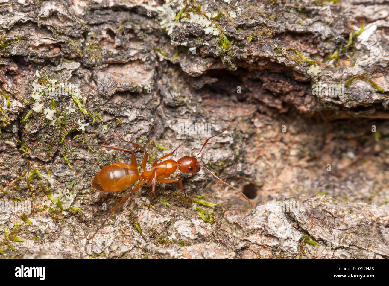 La Fourmi (Camponotus castaneus) explore un chêne mort tombé. Banque D'Images