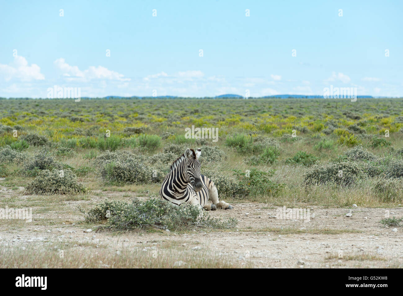 La Namibie, Oshana, Etosha National Park, zèbre des plaines à la lumière du matin Banque D'Images