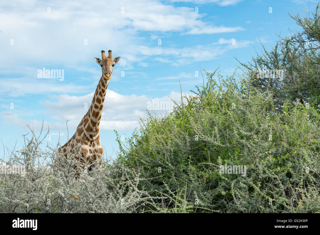 La Namibie, Oshana, Etosha National Park, la girafe Banque D'Images