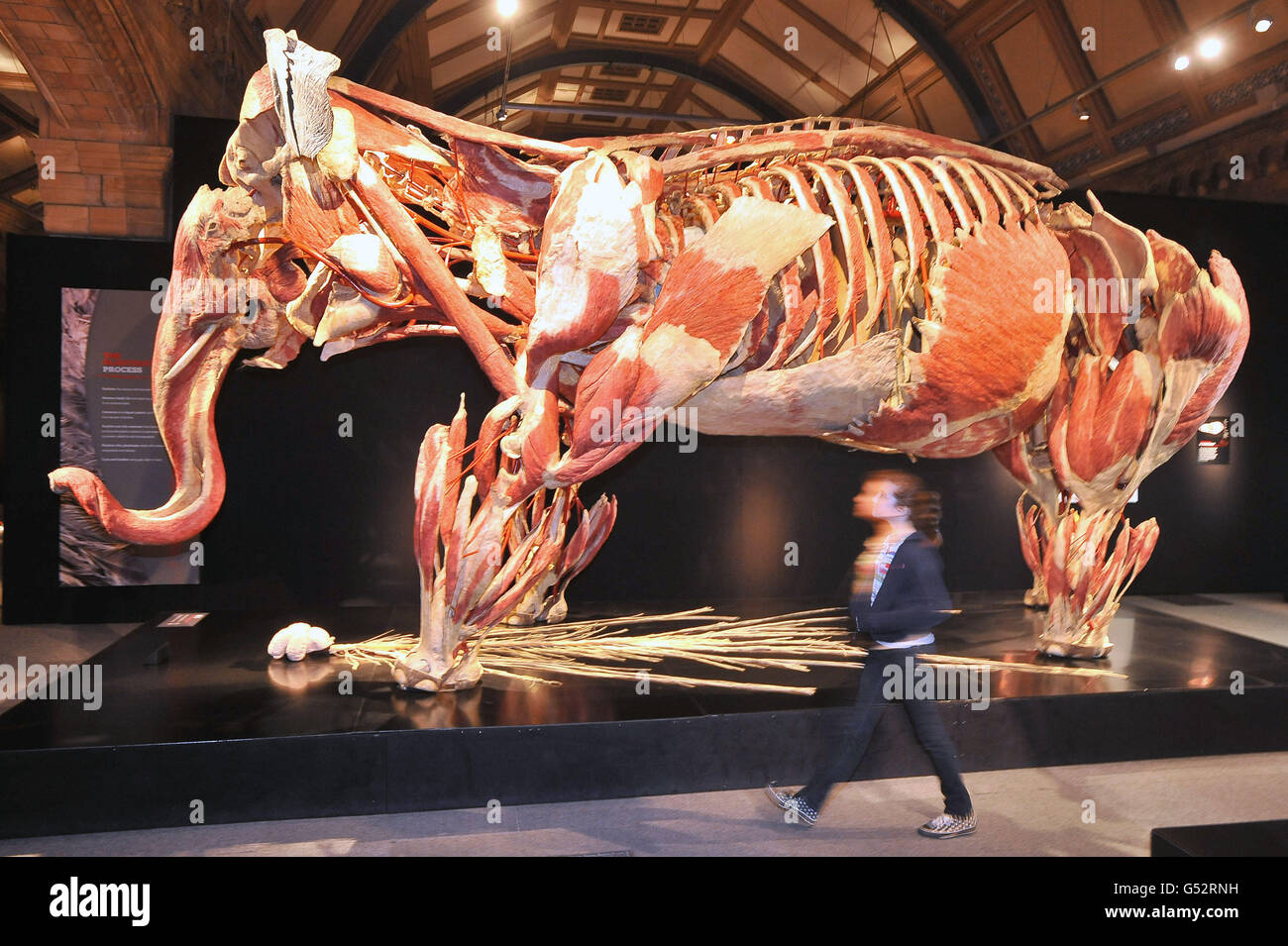 Anna Rain, 12 ans, se promène à côté d'un éléphant d'Asie plâtiné lors du lancement de la nouvelle exposition Animal Inside Out, mettant en valeur l'anatomie des animaux, au Musée d'Histoire naturelle de Londres. Banque D'Images