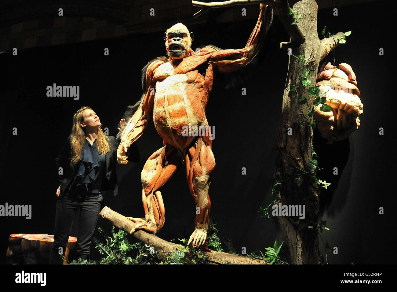 Sarah Arts, stagiaire au Musée d'histoire nationale, avec un gorille en plâstine au lancement de la nouvelle exposition Animal Inside Out, mettant en valeur l'anatomie des animaux, au Musée d'histoire naturelle de Londres. Banque D'Images