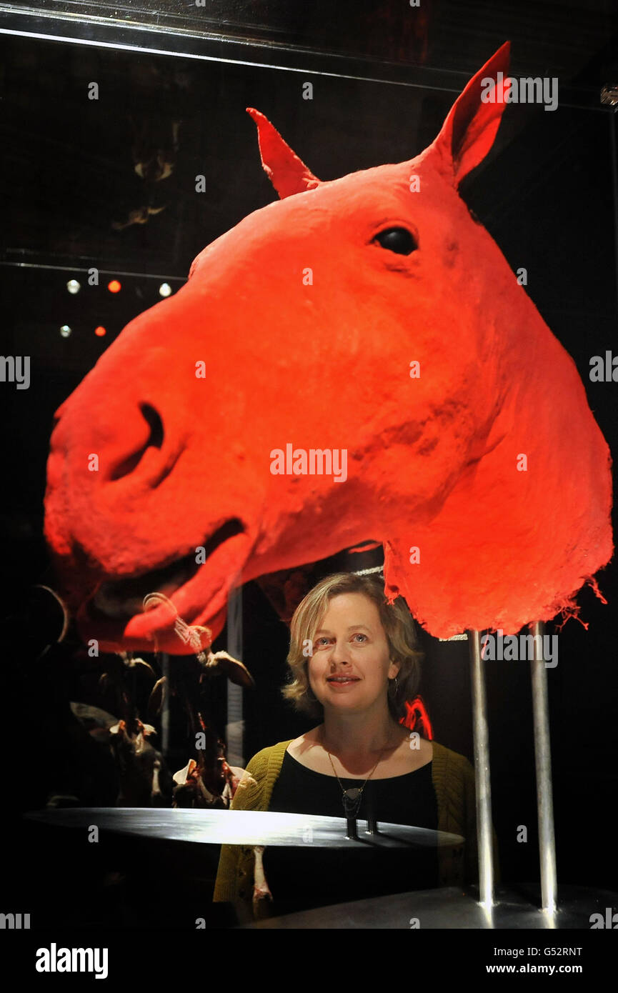 L'exposition des animaux à l'intérieur dehors Banque D'Images