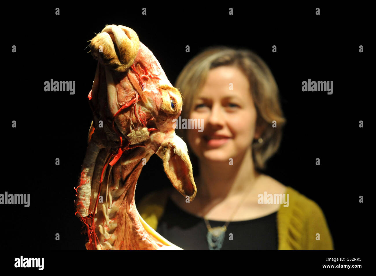 Louise Fitton, directrice de l'exposition, voit un mouton plâtiné, lors du lancement de la nouvelle exposition Animal Inside Out, mettant en valeur l'anatomie des animaux, au Musée d'histoire naturelle de Londres. Banque D'Images