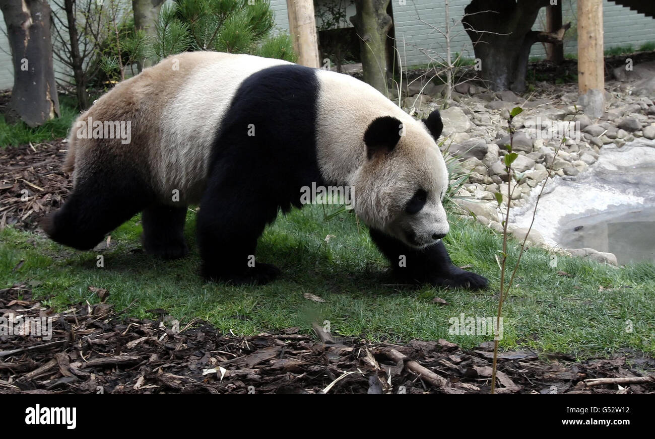 Le panda Yang Guang mâle au zoo d'Édimbourg en Écosse, un gardien du zoo d'Édimbourg a ouvert hier un « tunnel d'amour » entre les enclos de Yang Guang mâle et de Tian Tian, alors qu'il espérait accélérer le processus d'accouplement. Banque D'Images