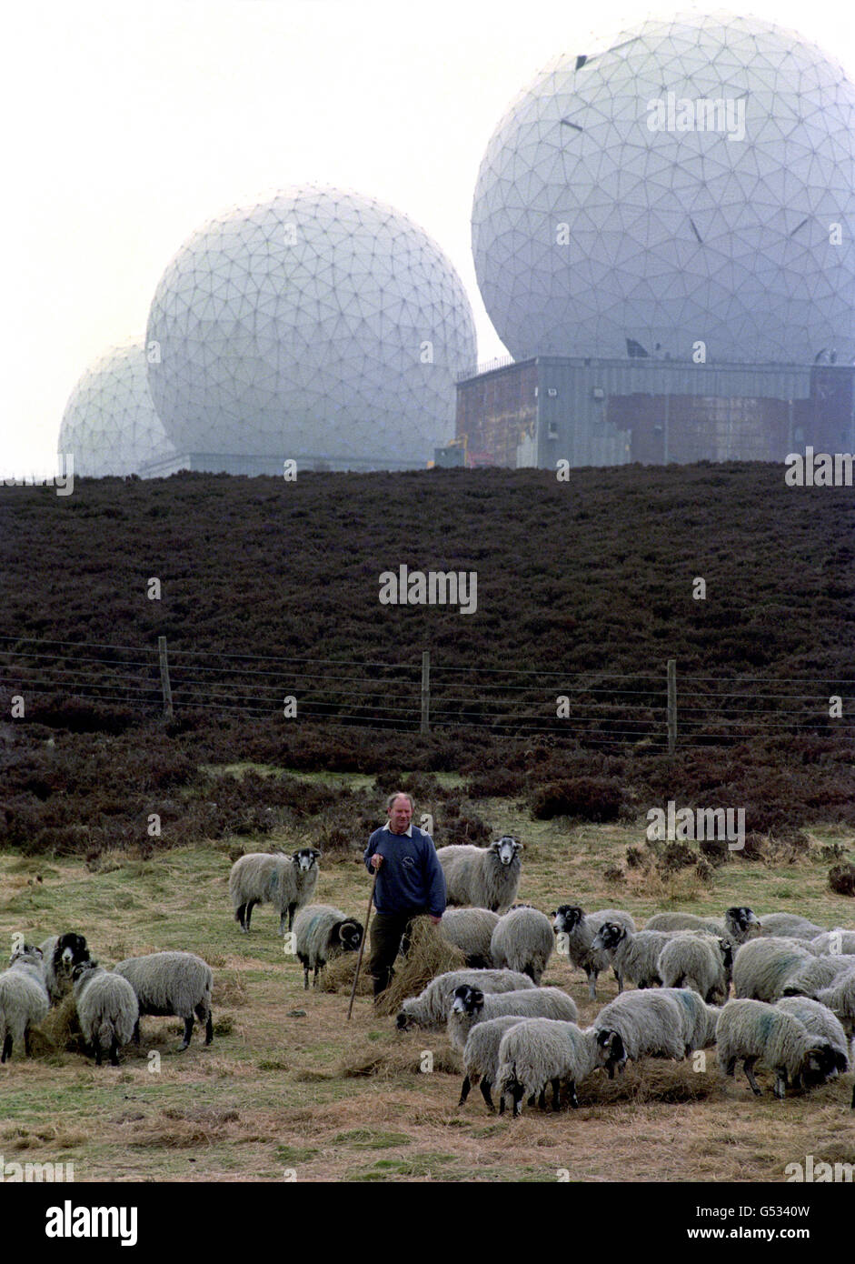 Moutons et autres ruminants ou utilisés comme Banque de photographies et  d'images à haute résolution - Alamy