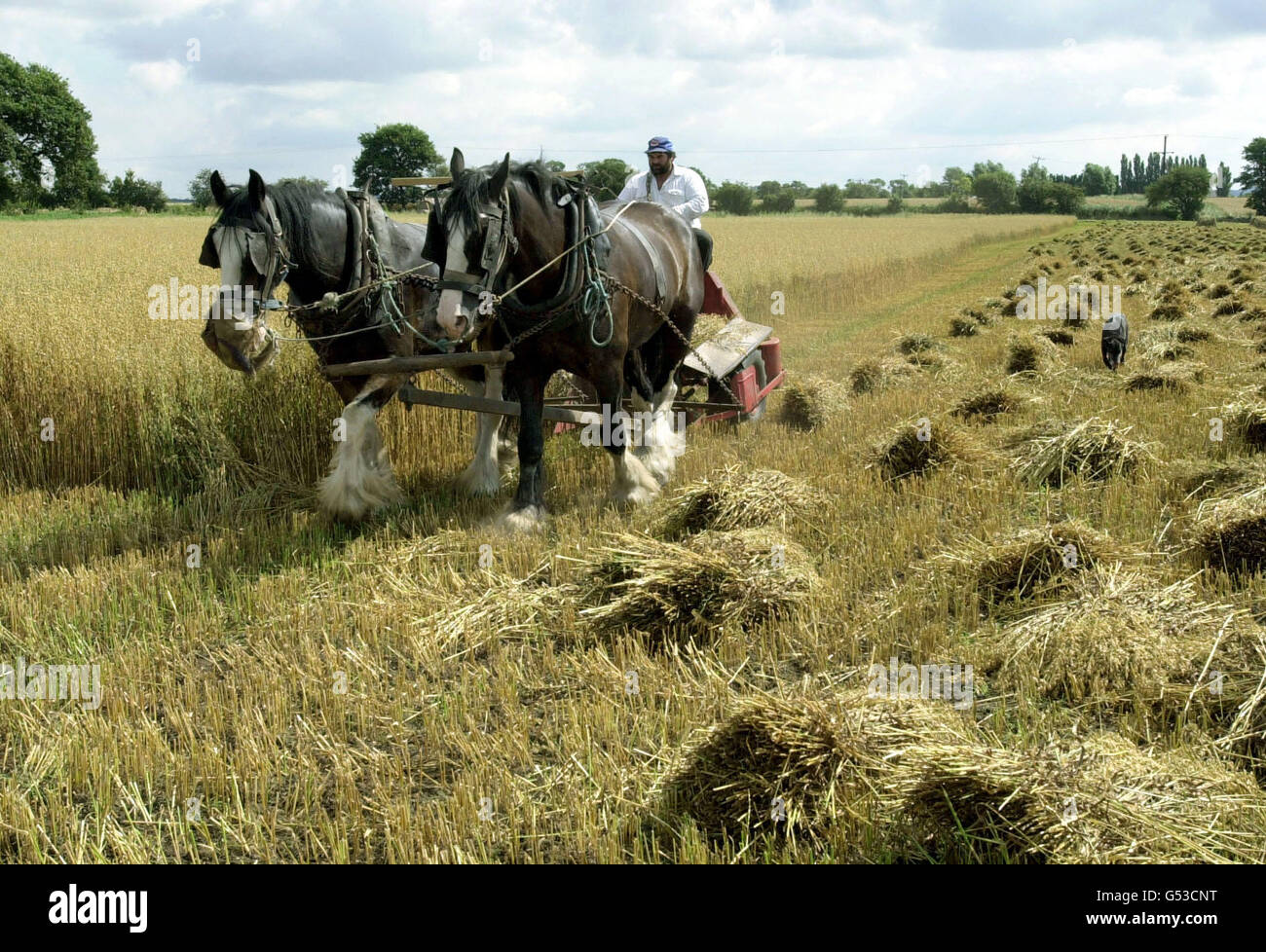 L'agriculture traditionnelle du Yorkshire Banque D'Images