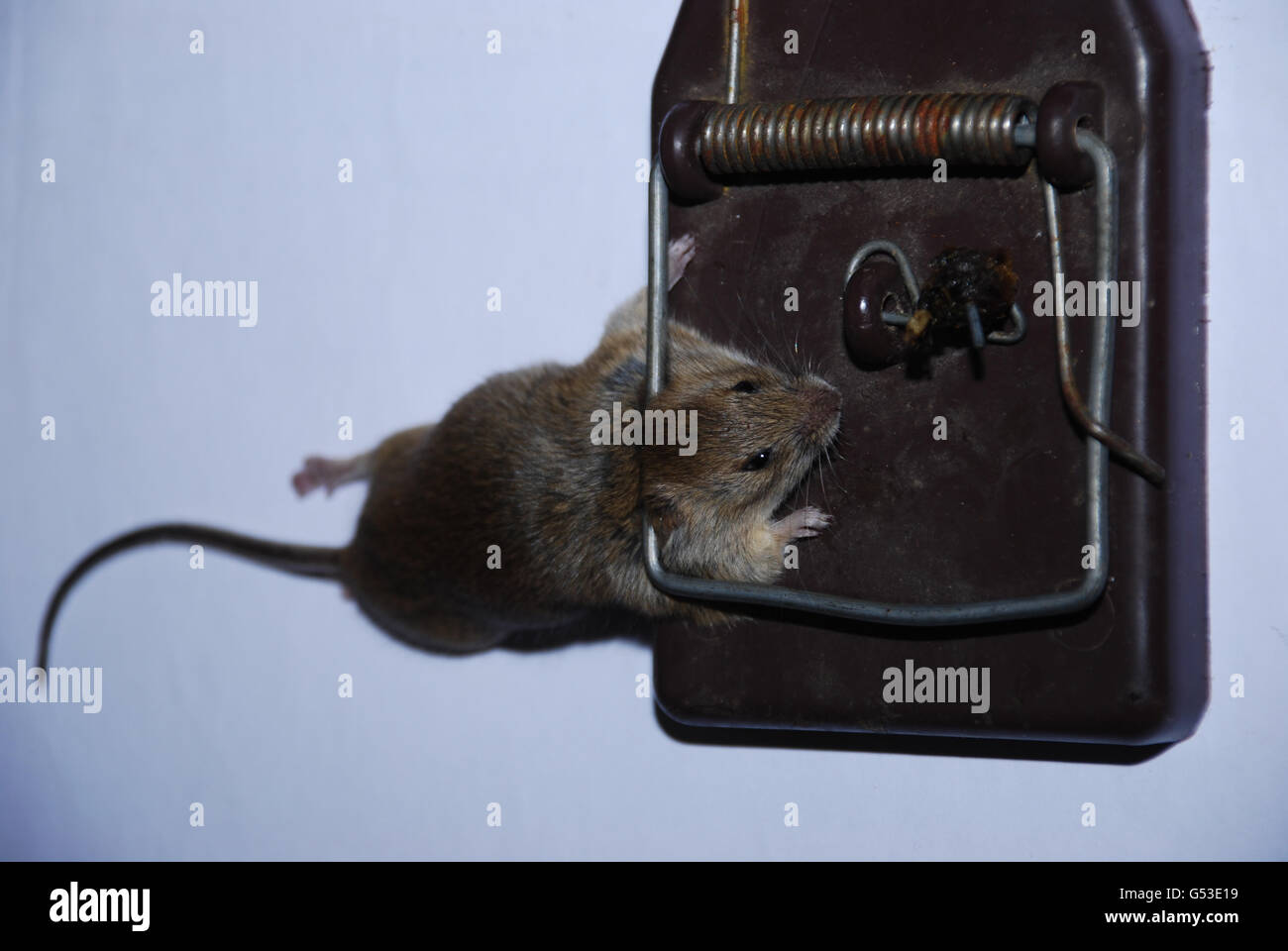 Piège à Souris morte au printemps Banque D'Images