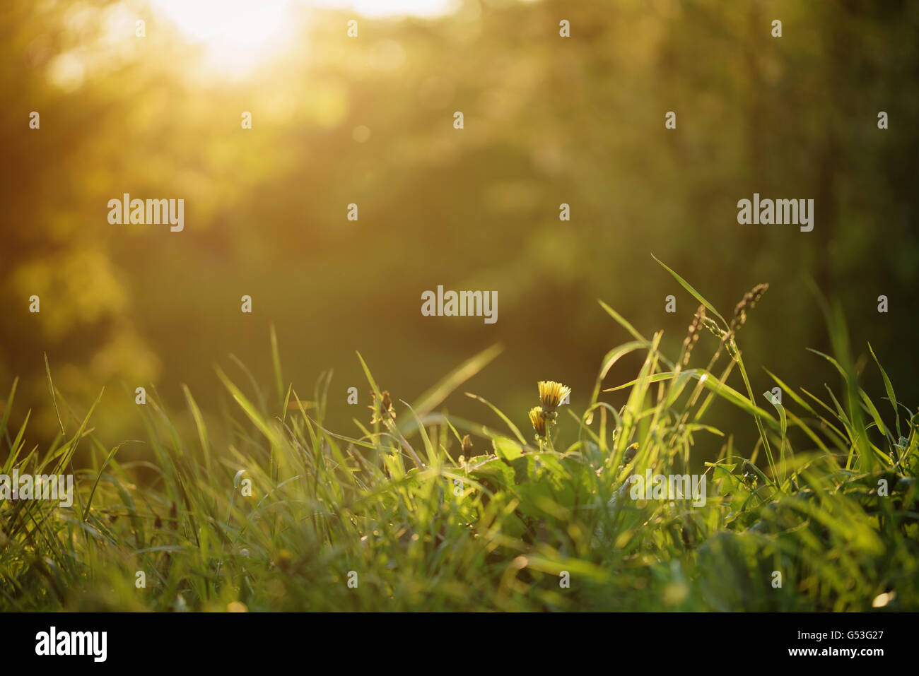 Des pissenlits sur le pré en lumière au coucher du soleil Banque D'Images