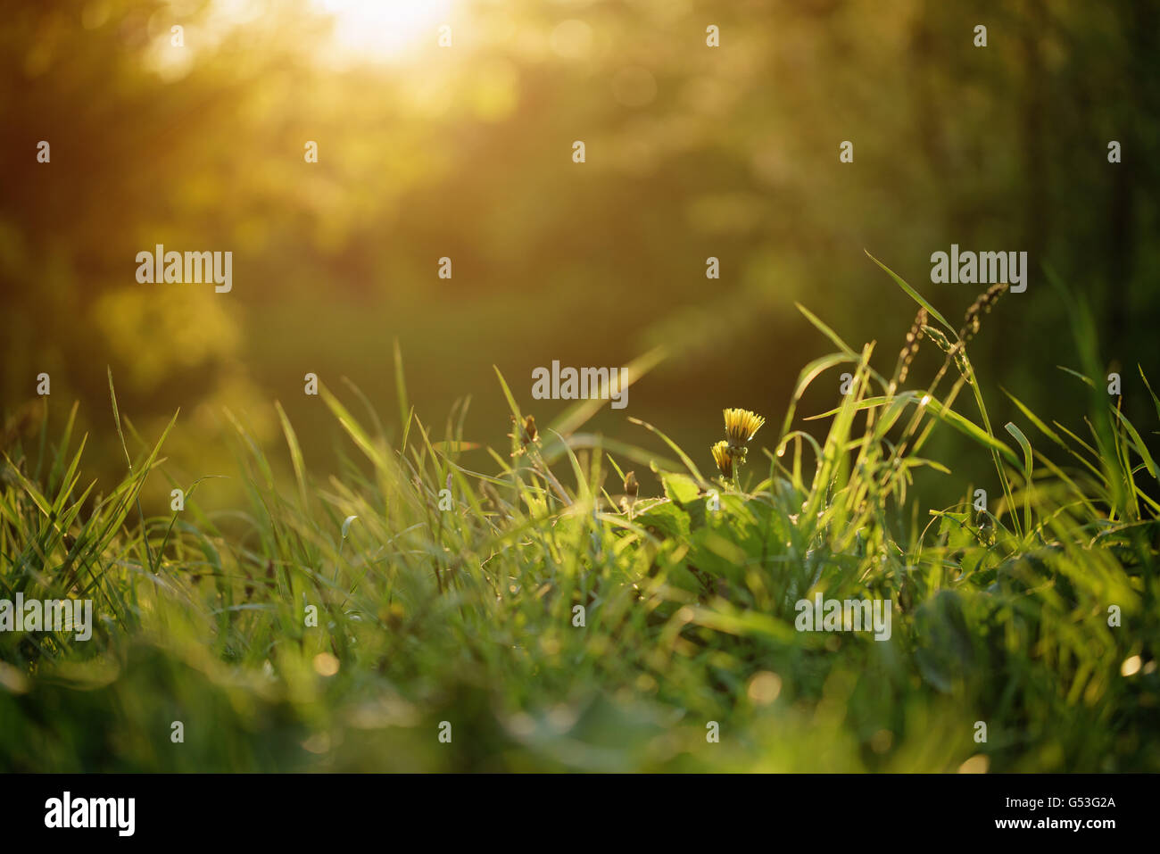 Des pissenlits sur le pré en lumière au coucher du soleil Banque D'Images