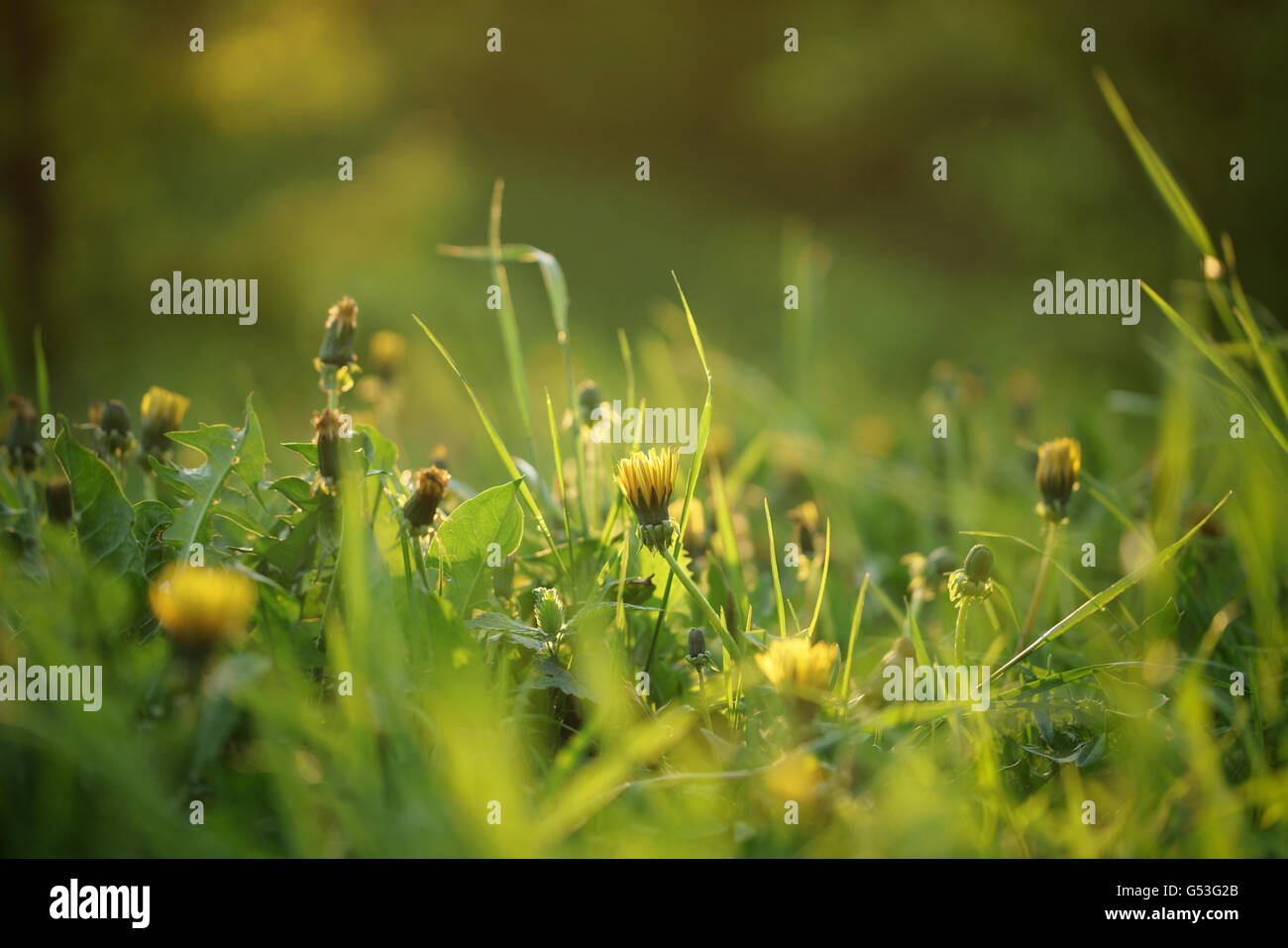Des pissenlits sur le pré en lumière au coucher du soleil Banque D'Images