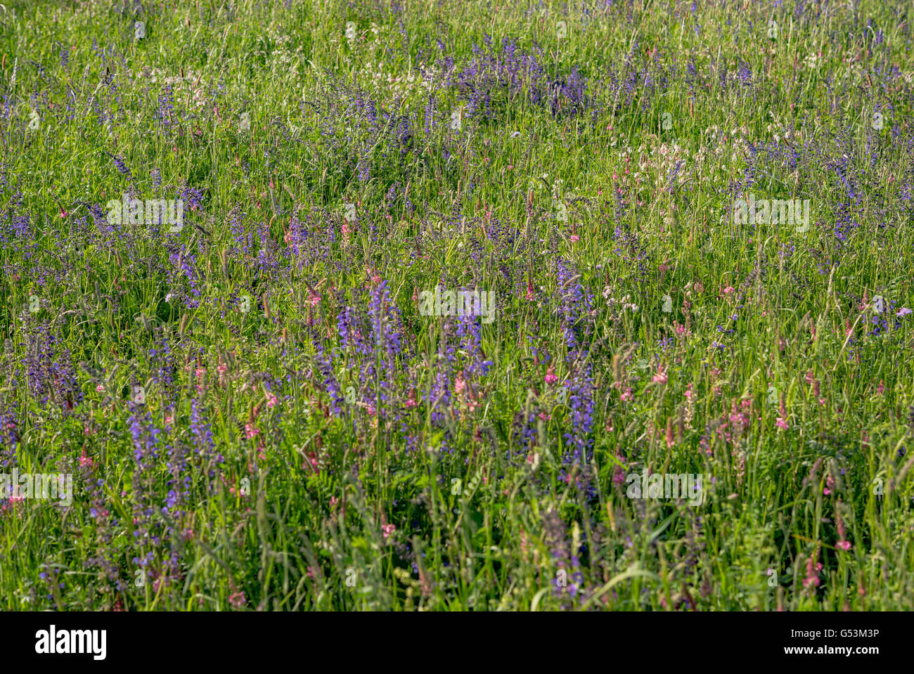 Pré des fleurs au début de l'été Banque D'Images