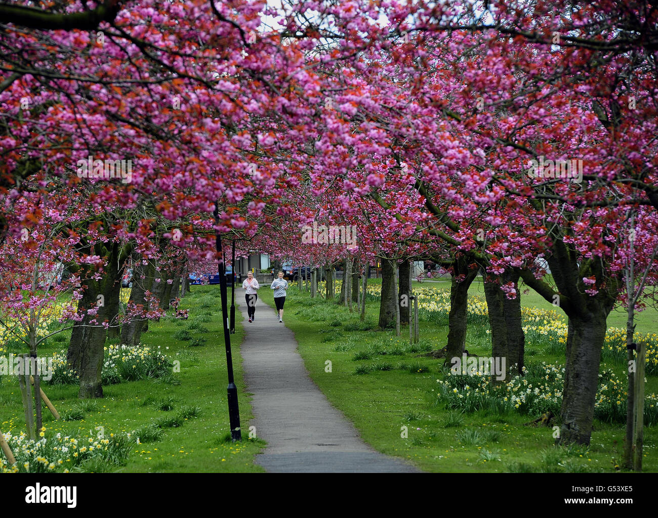 Les joggeurs courent sous une magnifique exposition de fleurs à Harrogate, dans le North Yorkshire. Banque D'Images