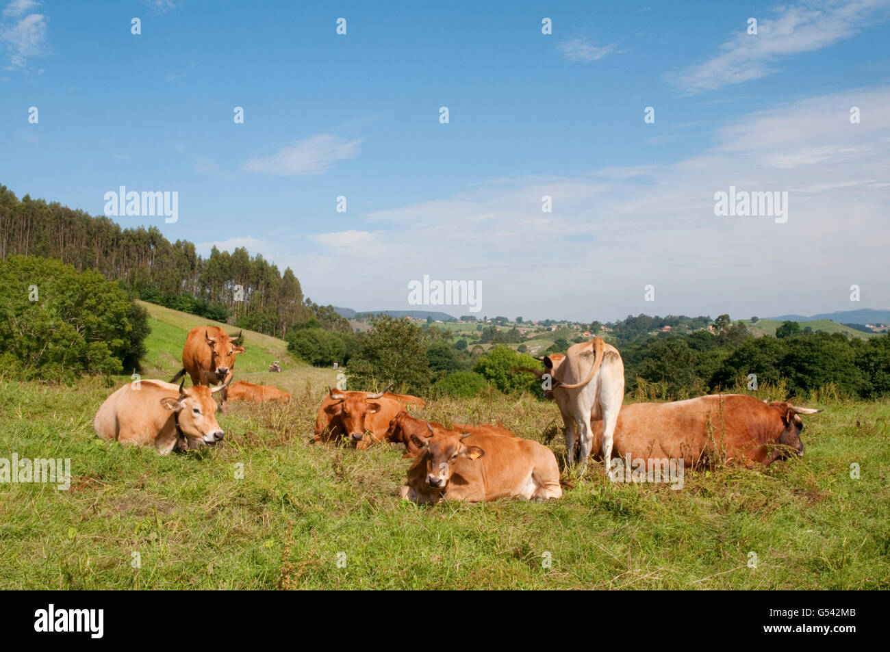 Vaches dans un pré. Les Asturies, Espagne. Banque D'Images