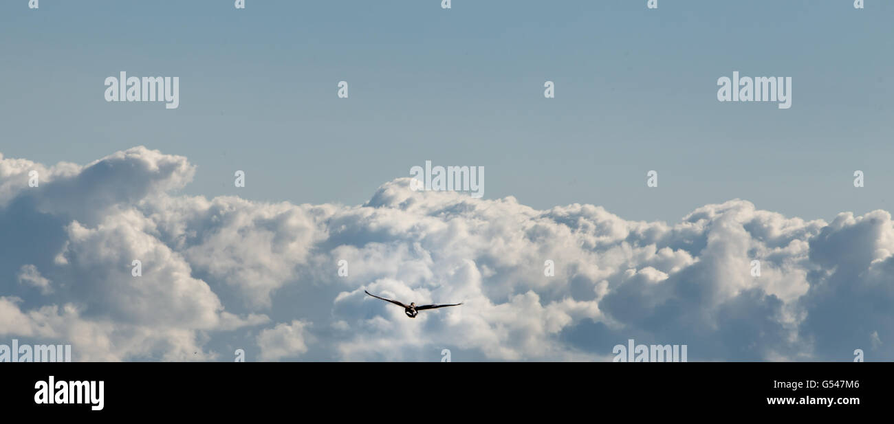 Vol d'oies dans les nuages droit bancaire Banque D'Images