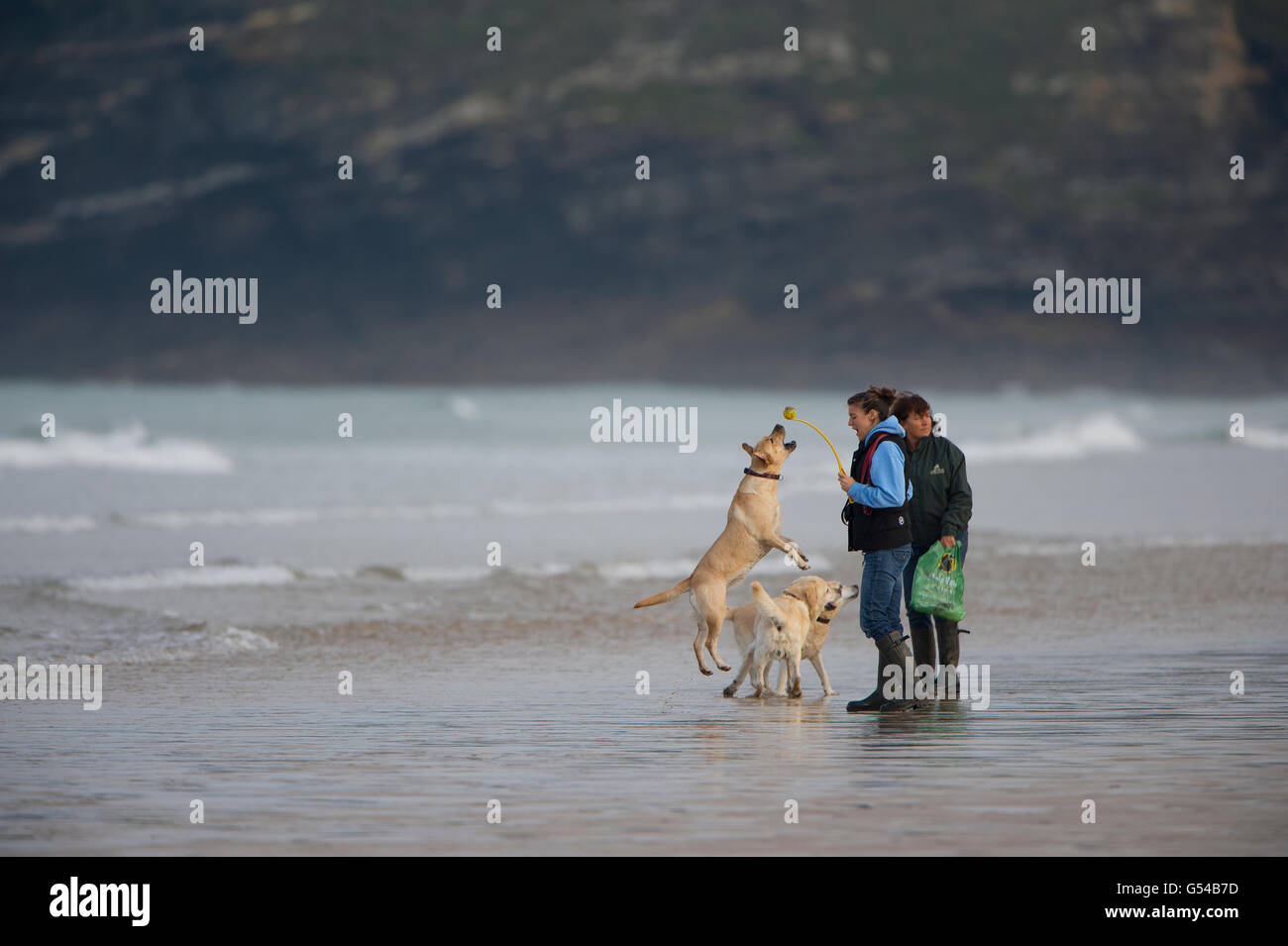 Propriétaire de jeter ball pour trois retrievers sur la plage Banque D'Images