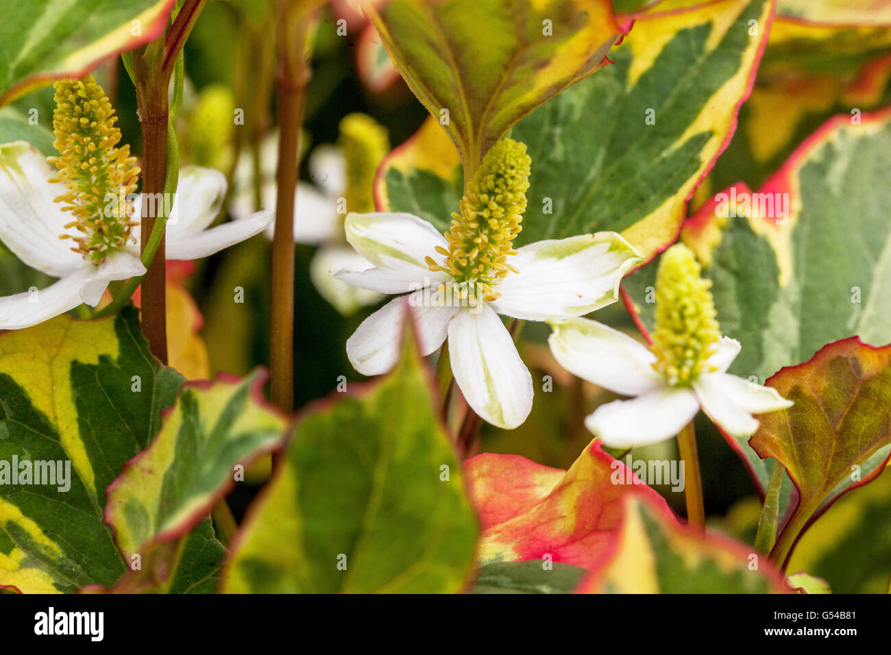 Fleurs de Houttuynia cordata queue de lézard, plante de caméléon, feuille de coeur, hameçon, fleur de Houttuynia Banque D'Images