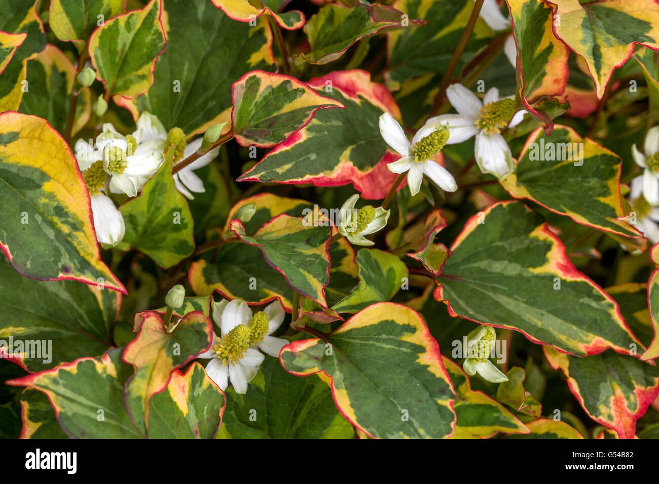 Houttuynia cordata fleurs éternelles pour les parties d'un jardin ombragé connu sous le nom de queue de lézard, chameleon plante, heartleaf, fishwort Banque D'Images
