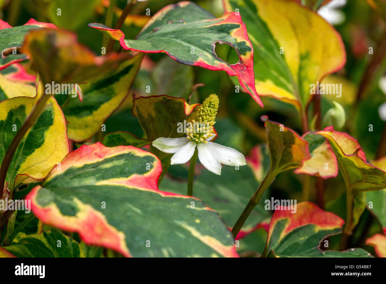 Houttuynia cordata Banque D'Images