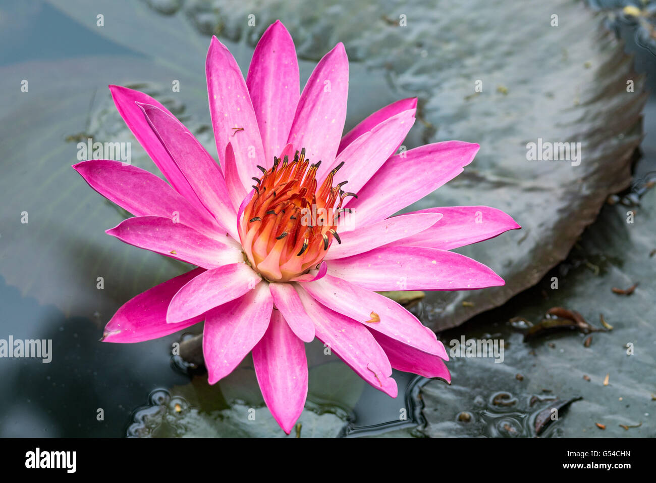 L'Indonésie, Java Barat, Kota Bandung, Park, Water Lily Banque D'Images