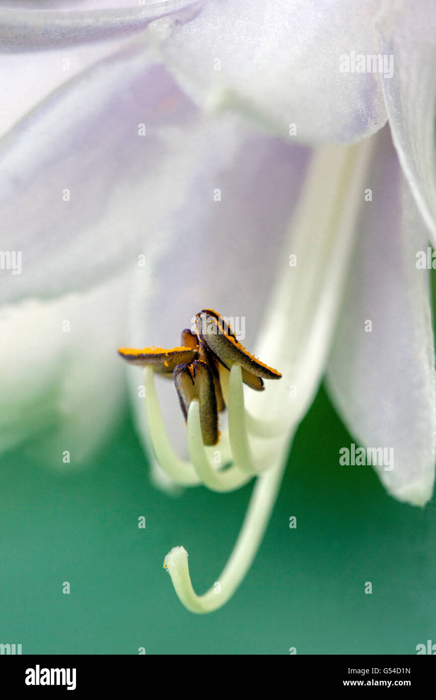 Détail de floraison Hosta Banque D'Images