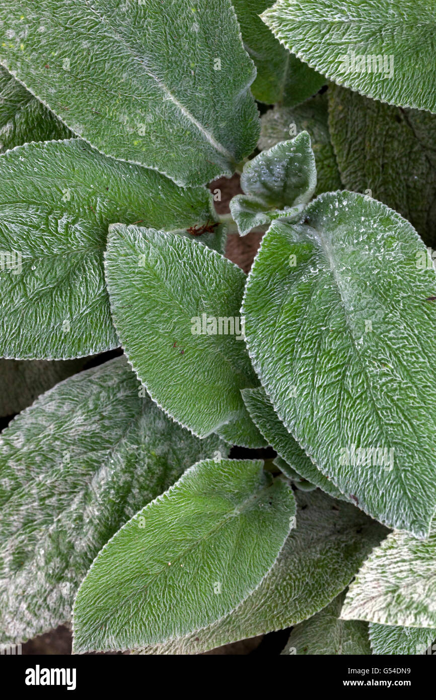 Les oreilles des agneaux, Stachys byzantina, feuilles Banque D'Images