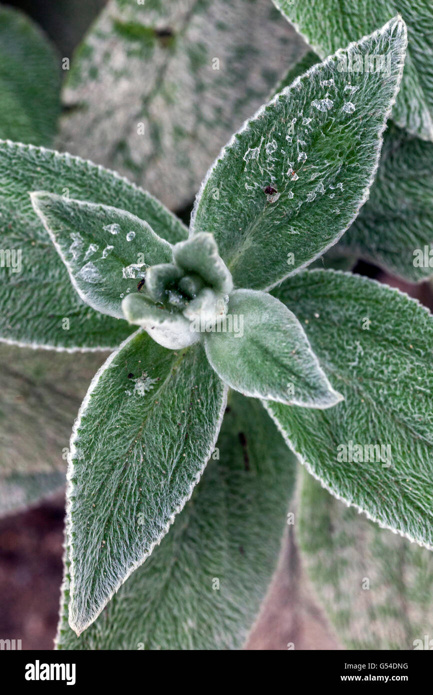 Les oreilles des agneaux, Stachys byzantina, feuilles Banque D'Images