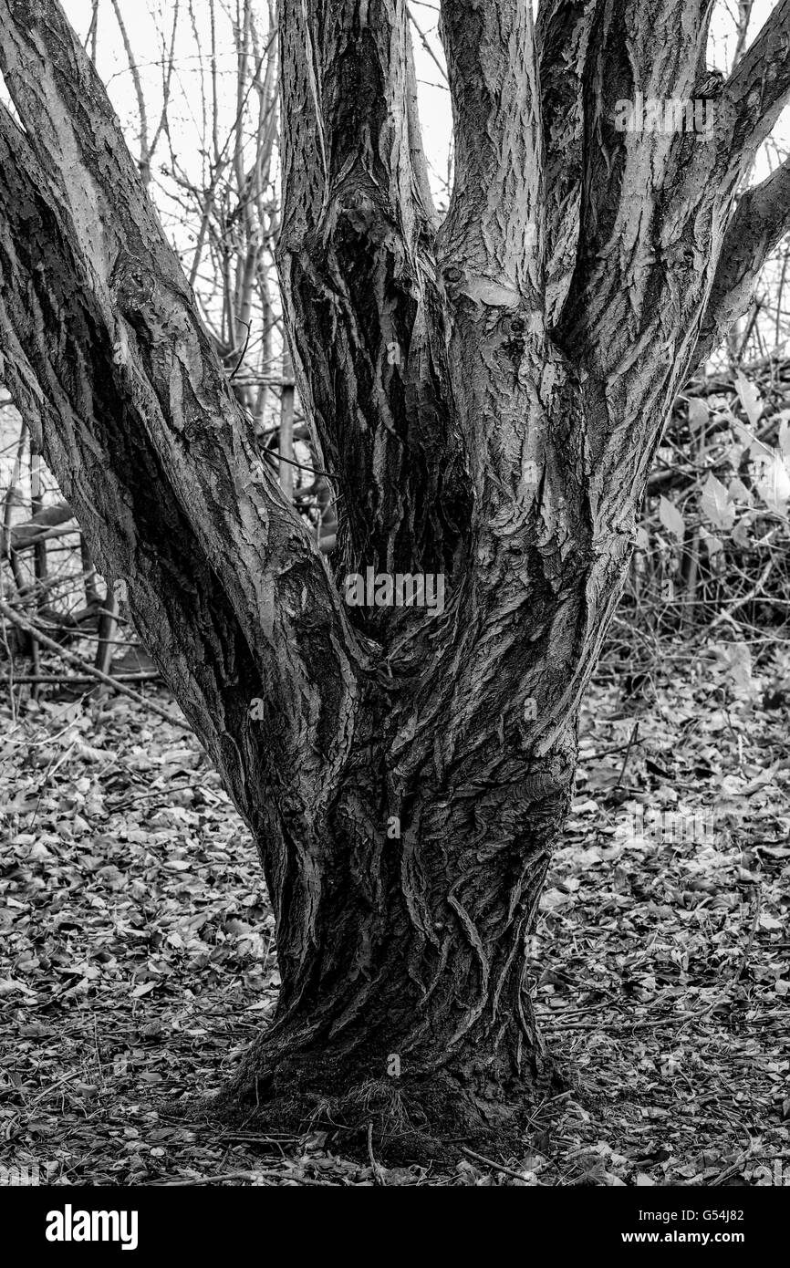 Vieux tronc avec motif et texture lourde Banque D'Images