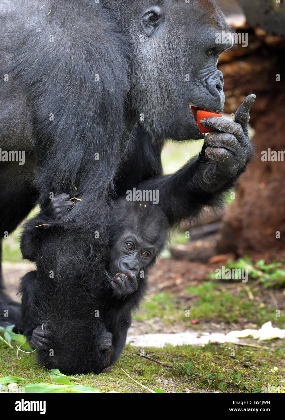 Bebe De 7 Mois Banque De Photographies Et D Images A Haute Resolution Alamy