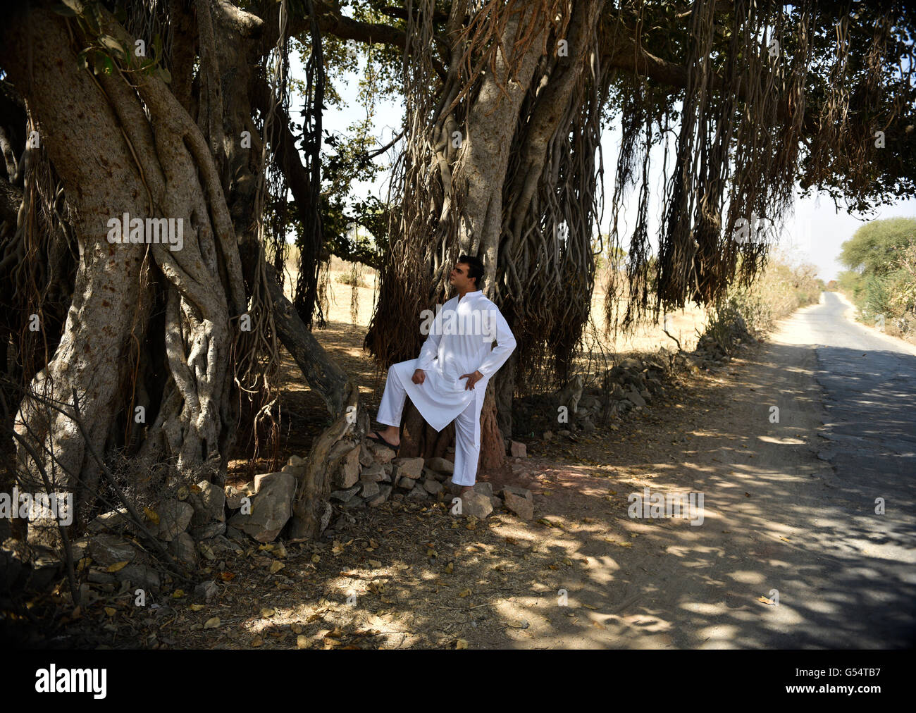 Couple woody tronc d'arbre avec des racines aériennes interconnectés à distinguer l'exploration de son identité. Banque D'Images