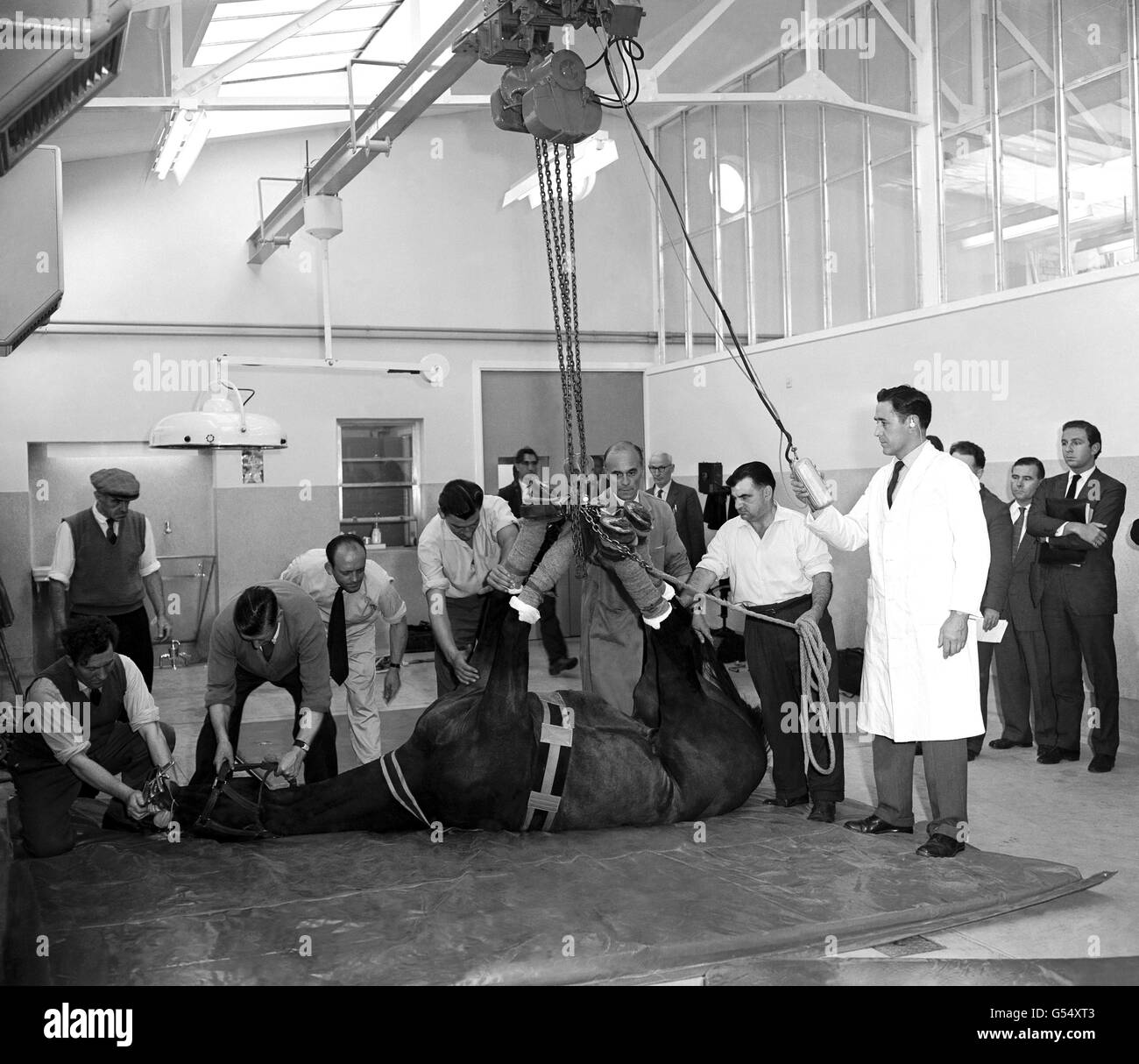 Un cheval est soulevé par un palan électrique à l'aile chirurgicale Gladys Yule du poste de recherche équine du Animal Health Trust, à Balaton Lodge, Newmarket. Banque D'Images