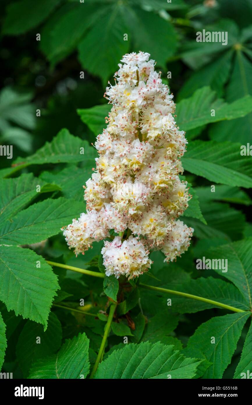 Marronnier - Aesculus hippocastanum, fleurs, mai, en Angleterre. Banque D'Images