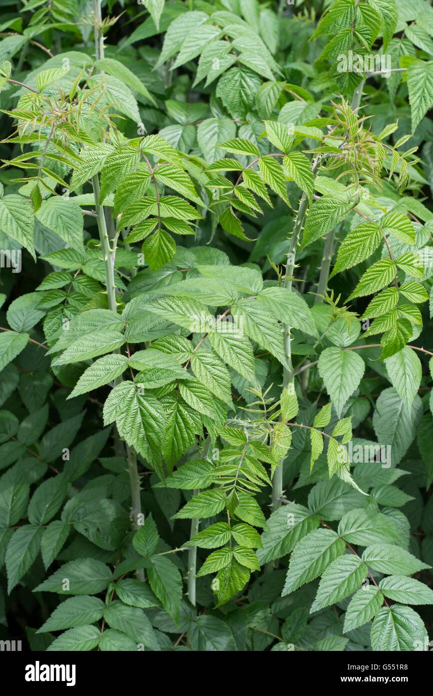 Rubus thibetanus - ghost bramble, feuillage d'été. Banque D'Images