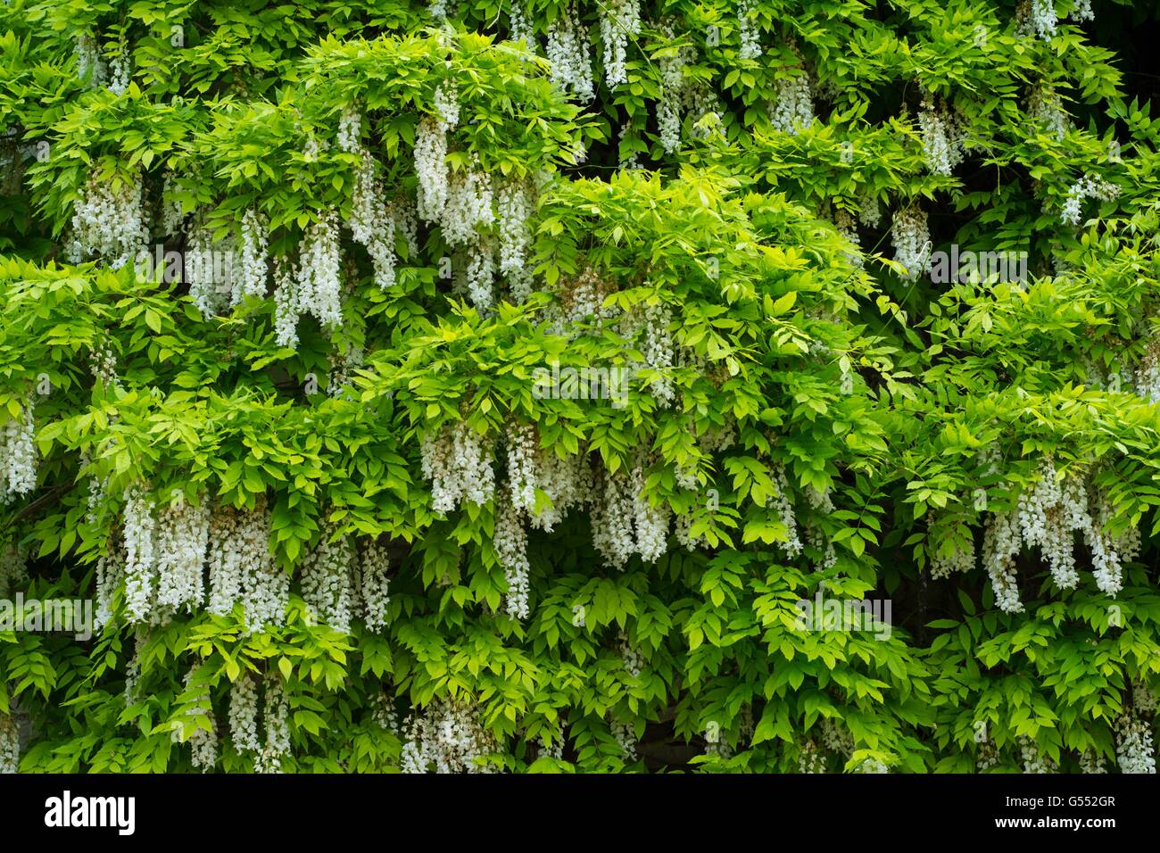 Floraison blanche glycine. Banque D'Images